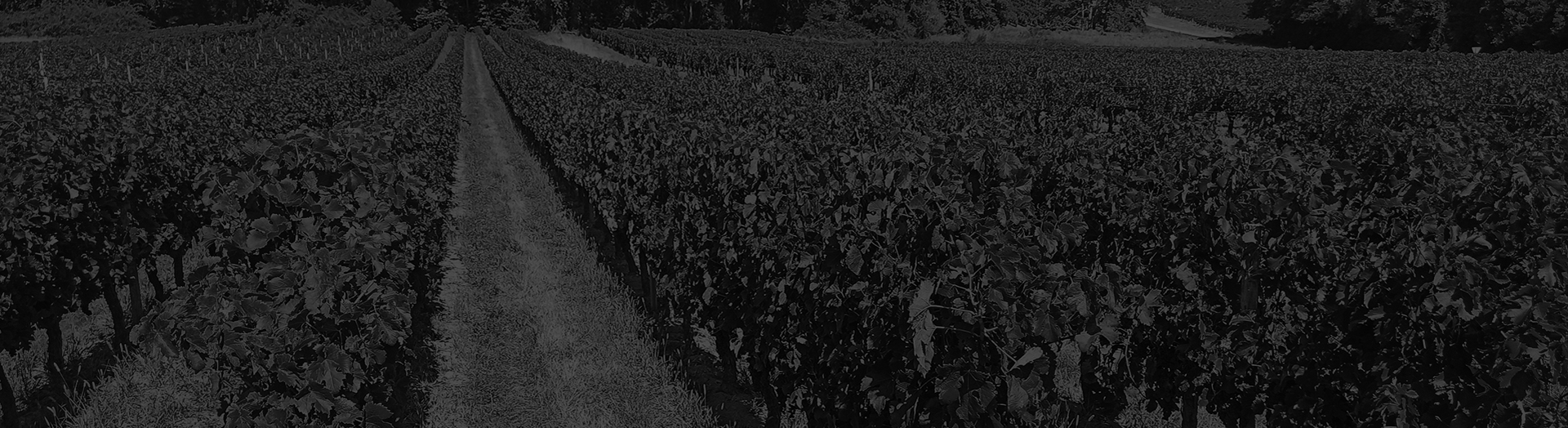 Puisseguin Saint-Emilion - Château de Stella