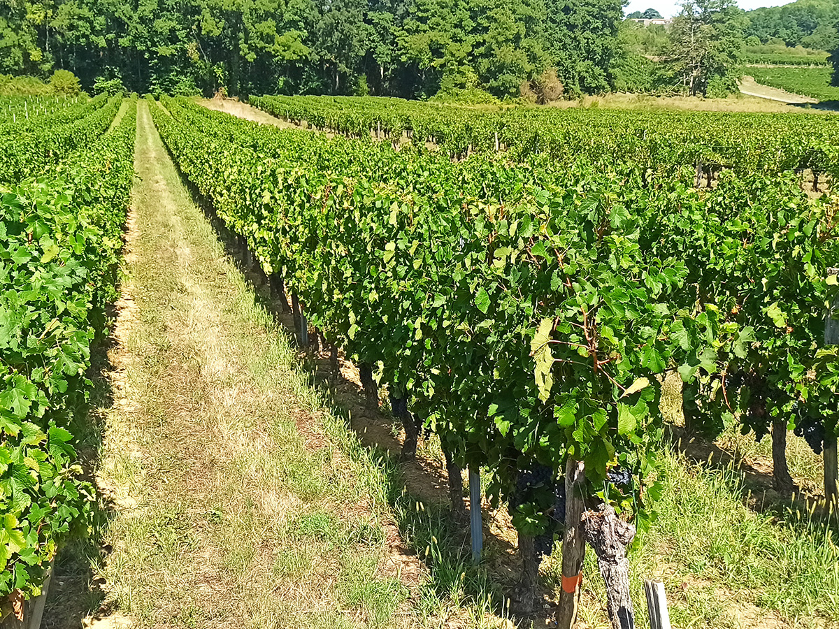 vigne saint emilion