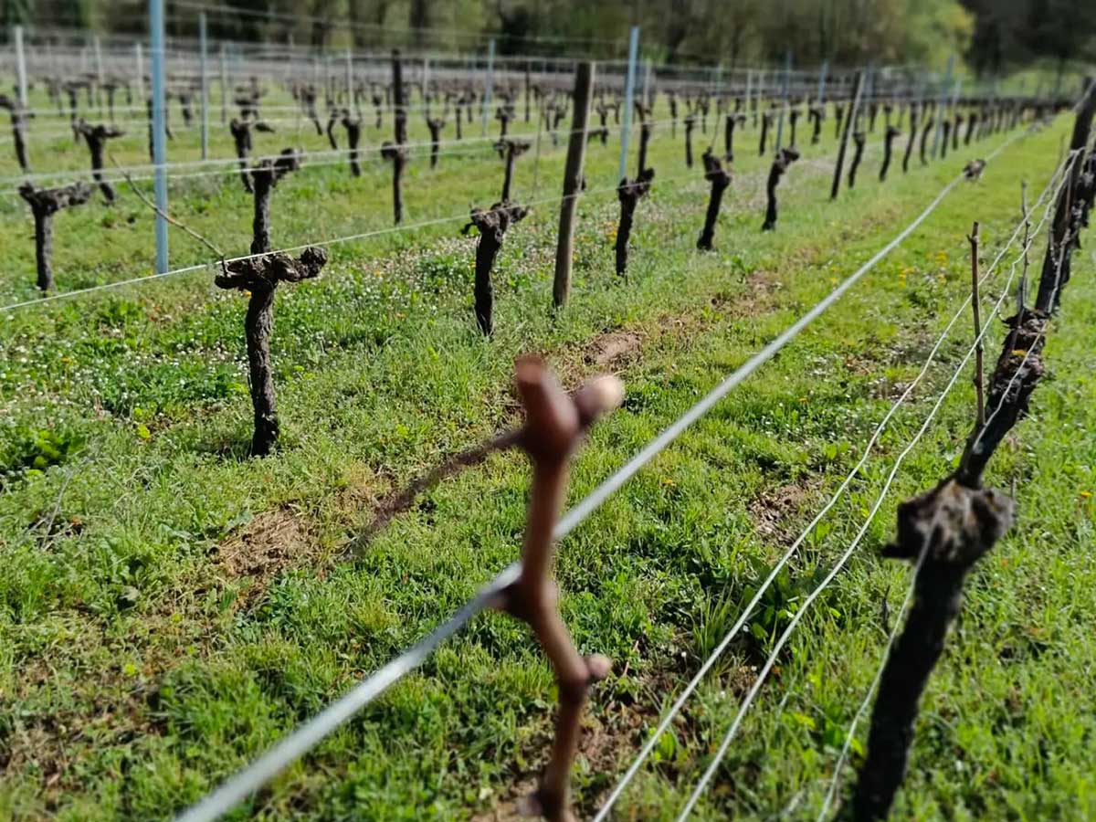 vignes bordeaux